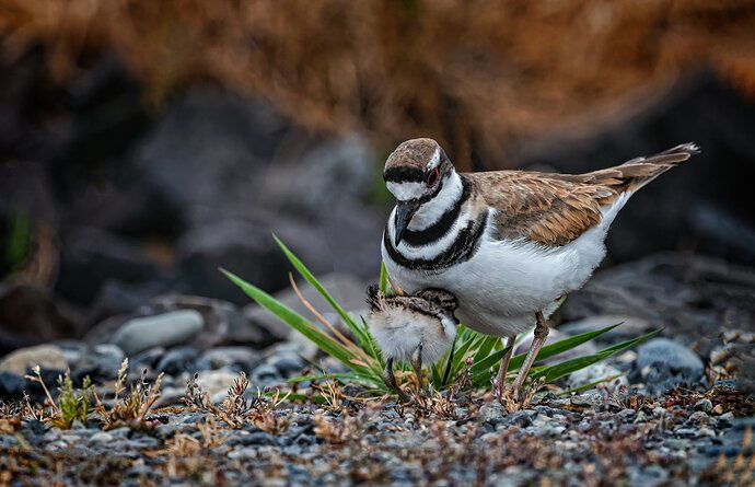 killdeer-2-copy