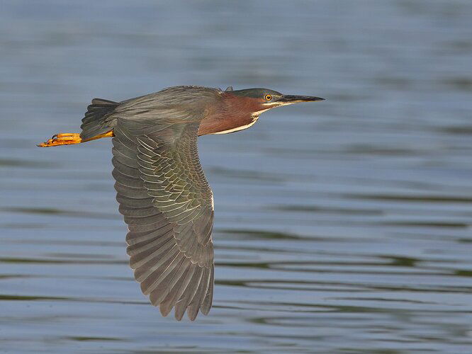 Green%20Heron%2012