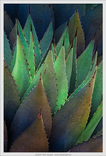 agave-glow