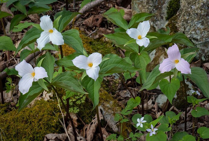 Trillium%20Group%20(1%20of%201)