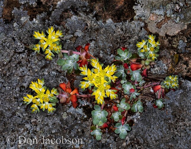 Sedum%20spathulifolium%2019-2777a