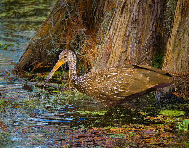 Limpkin%20Dribble