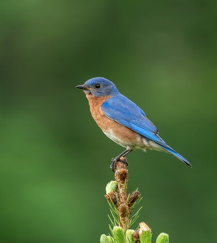 Bluebird%20Final%20(1%20of%201)