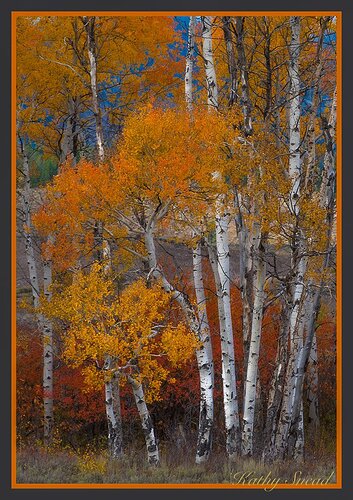 bark%20and%20trees-