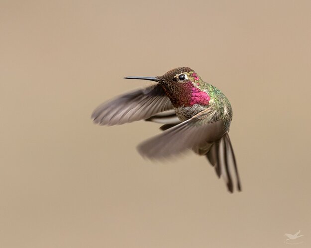 -20190324-_7D29833-Hummingbirds-Edit-Editlarge%20npn