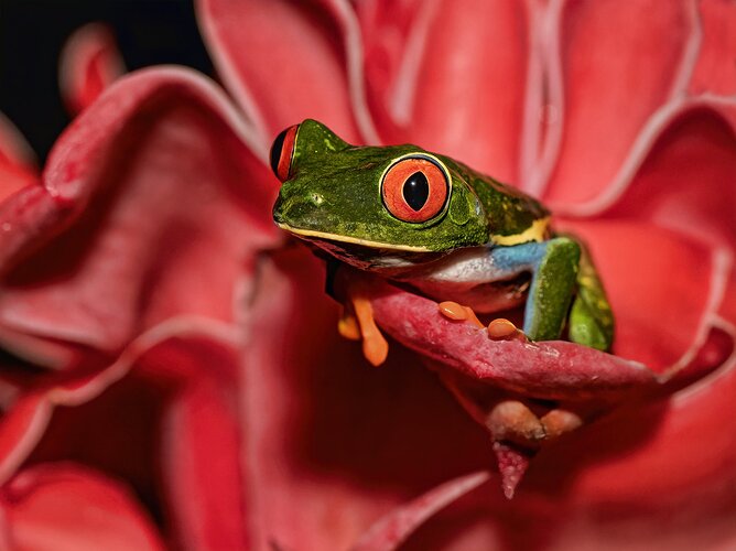 red-eyed-leaf-frog-2-copy