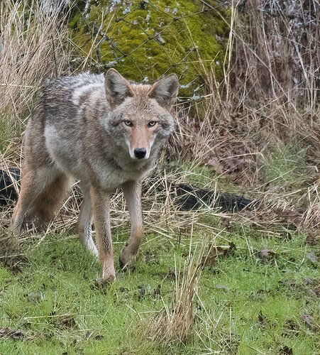 COYOTE