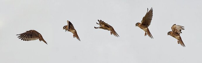 kestral-composite-copy-2