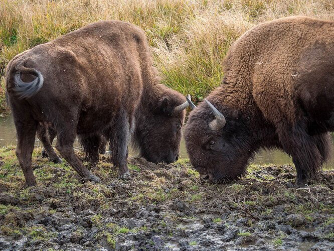 Two%20Bison-RSandor_2018_09_23_6184