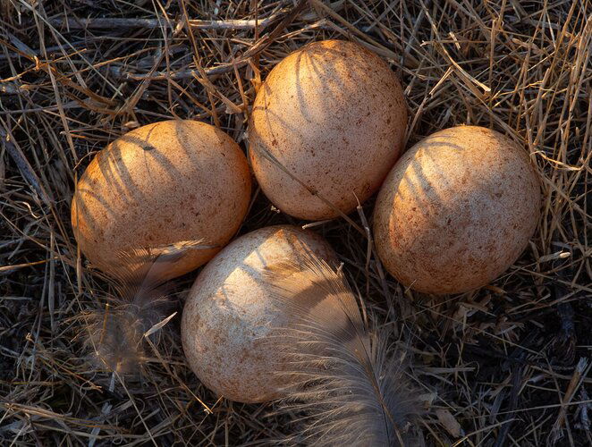 -20190902-5DIM8514-Kestrel%20eggs-Edit-Edit