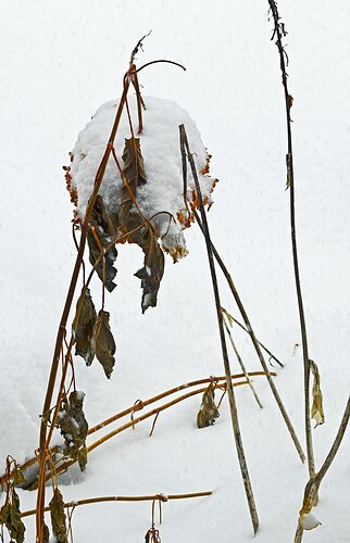 Snow-Falling-copy