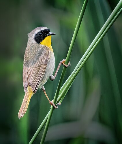 Common-Yellowthroat-copy