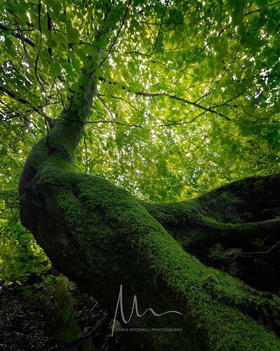 Fairytale-tree-sharpened