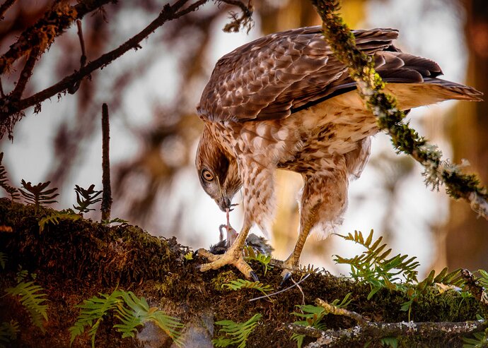 Consuming-The-Prey