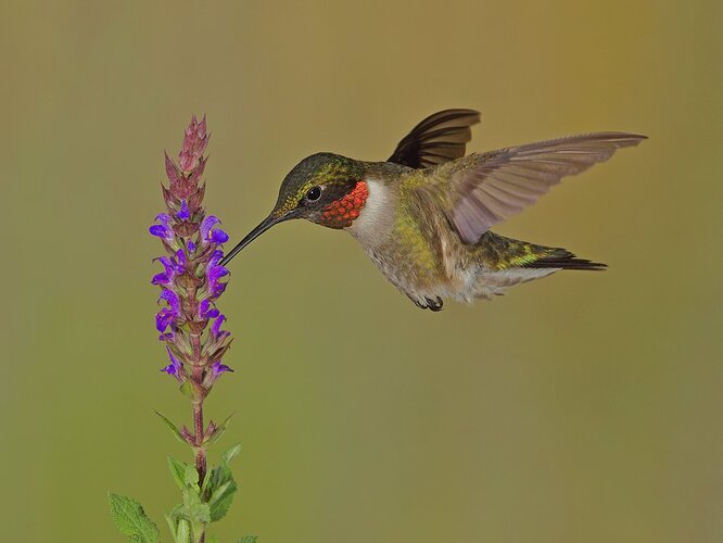 Hummer%20-%20npn%208th%20flash