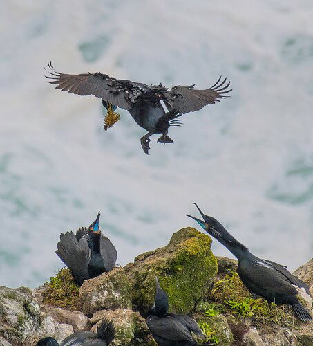 Cormorants