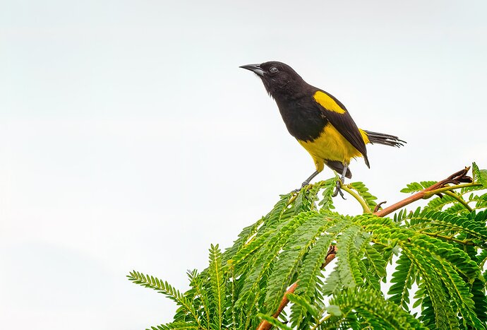 Black-Cowled-Oriole-2-copy