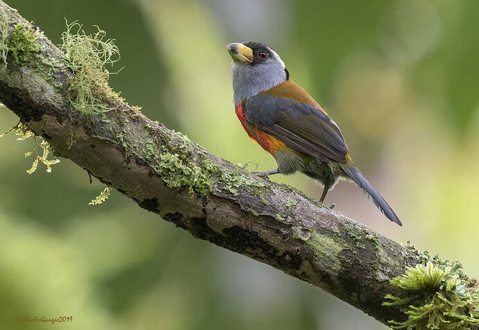 Toucan-Barbet_posing%232_CMG5793-2-copy-2