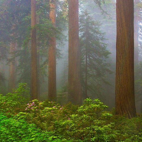 redwoods