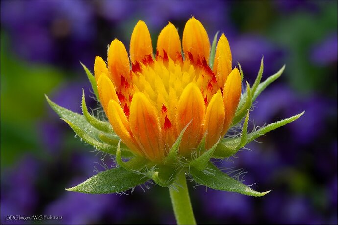 Full-Spectrum-1168-A100XXL