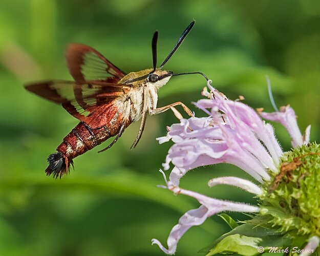 Clearwing%20Hummingbird%20Moth