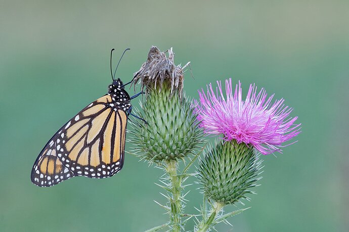 MonarchonMilkThistle1019_65A0631dpptcdej2