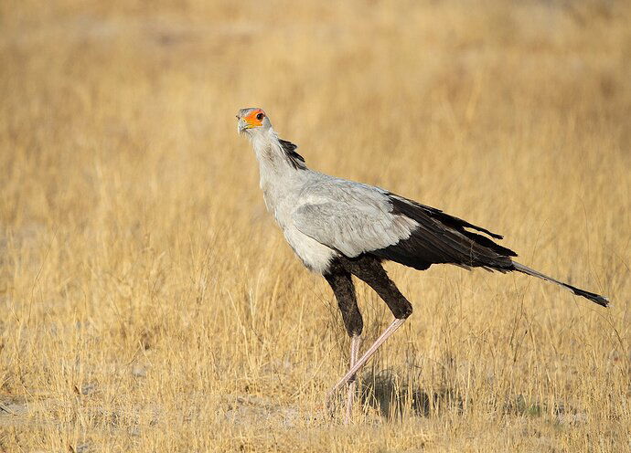 secretary-bird_MG_0372