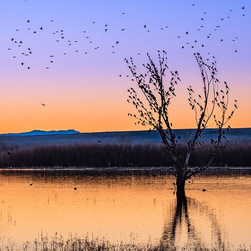 Tree%20of%20Birds-25571