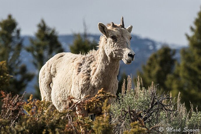 Bighorn%20Ewe