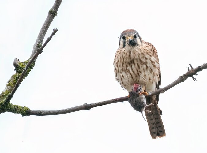 kestrel-2topaz-copy