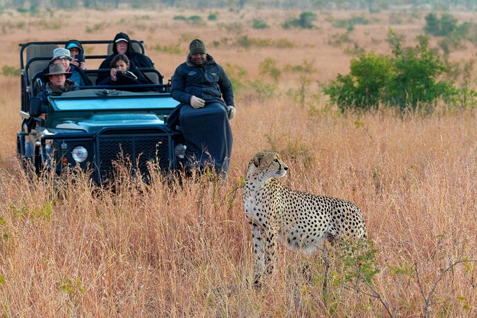 Cheetah%20Well%20Fed-_5008002