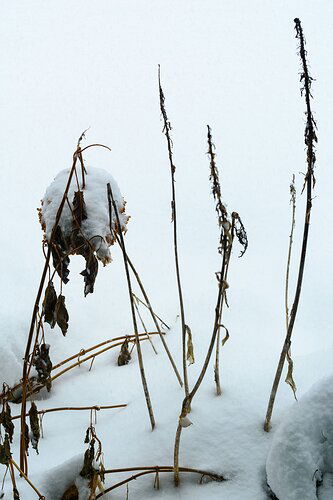 Snow-Falling
