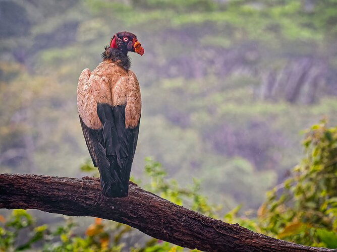 king-vulture--2-copy