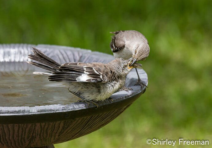 MockingbirdsLunch