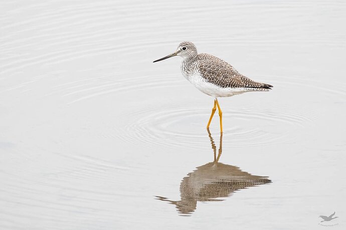 20181109-_7D28884Nisqually-Editlarge%20npn