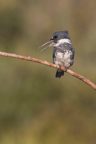 belted-kingfisher422