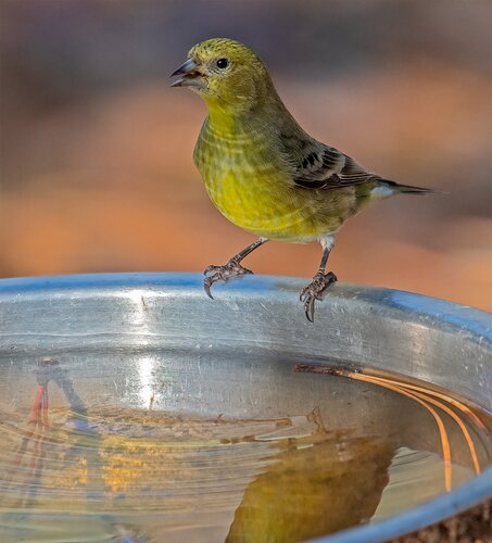 goldfinch