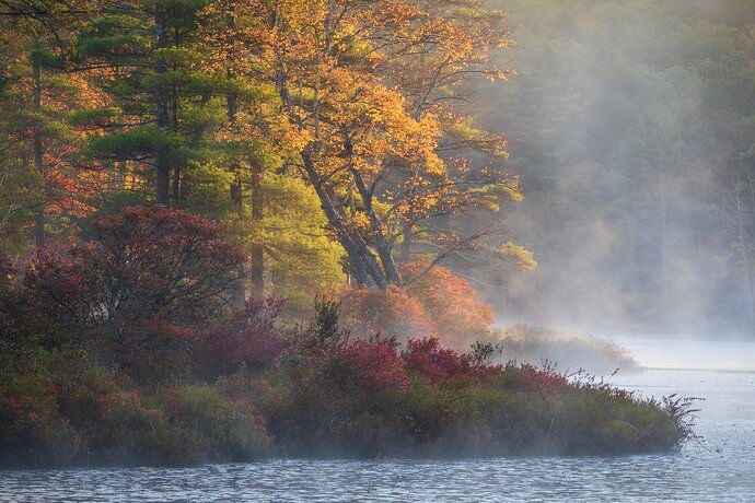 Harvard%20Pond%20Tree_H_