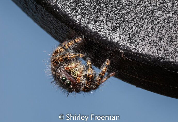 JumpingSpiderUpSide