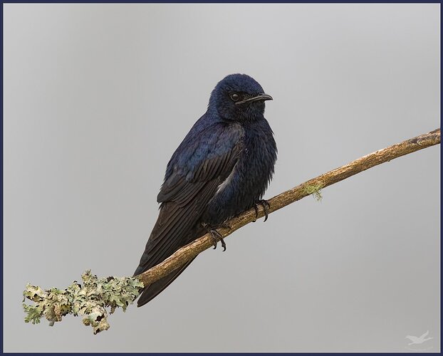 20180502-_7D29463yardbirds-Edit-Edit-2large%20npn-3