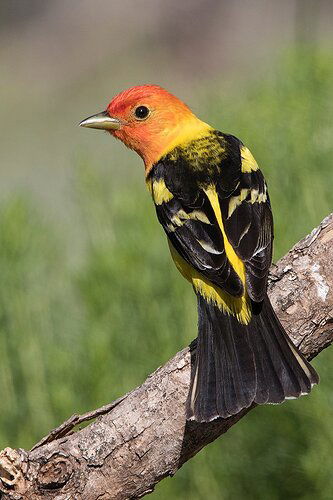 western-tanager633