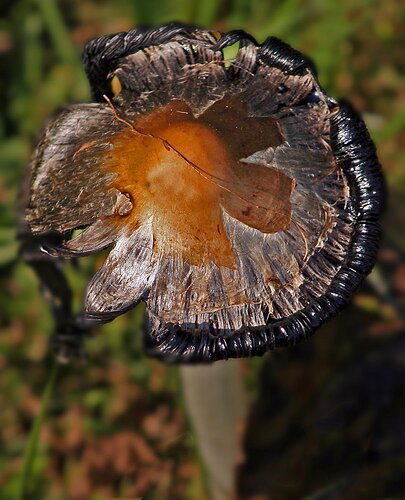 20061003%20122338000_East%20Point_Mushroom