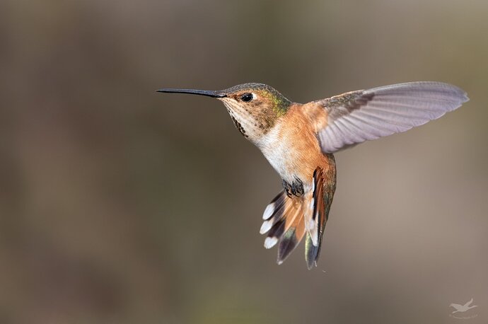 -20190329-_7D20750-hummingbirds-Editlarge%20npn