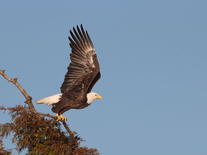 Bald%20Eagle%20-%20NPN%2012x16