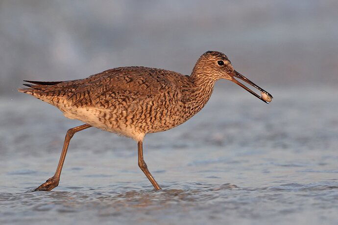 Willet%20-%20NPN