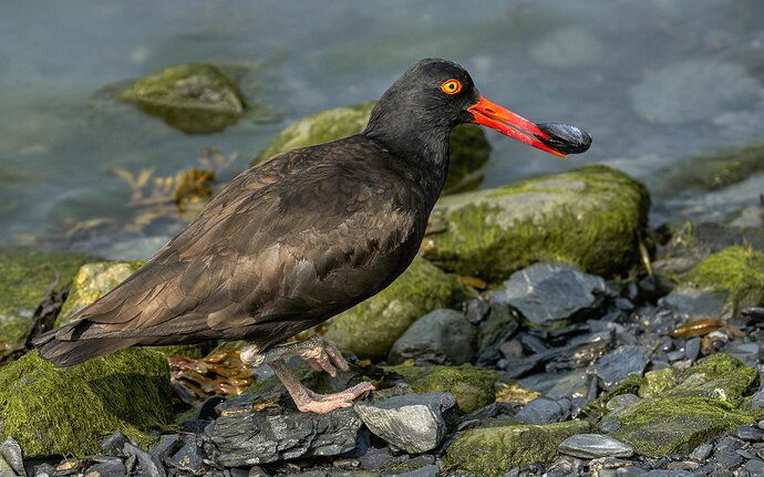 Black Mussel Catcher