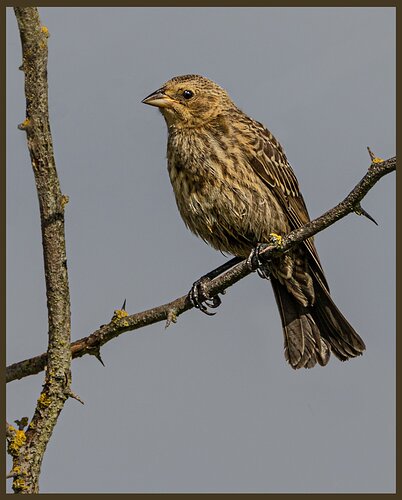 Brown-headed%20Cowbird-NPN