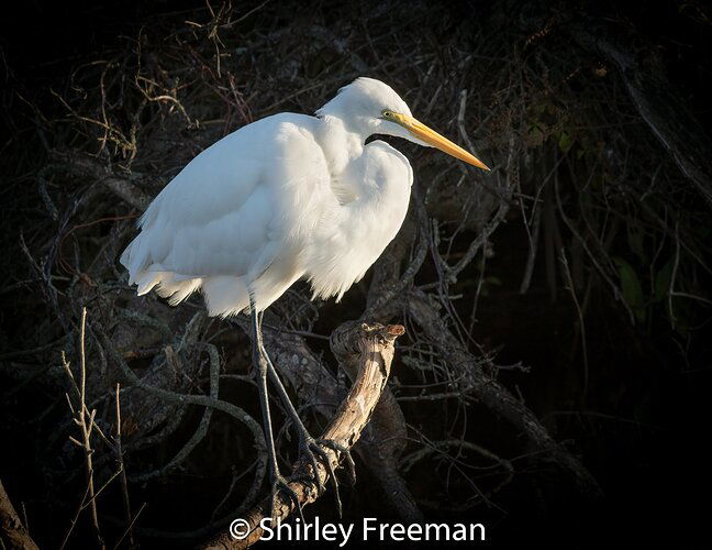 EgretMorningLight