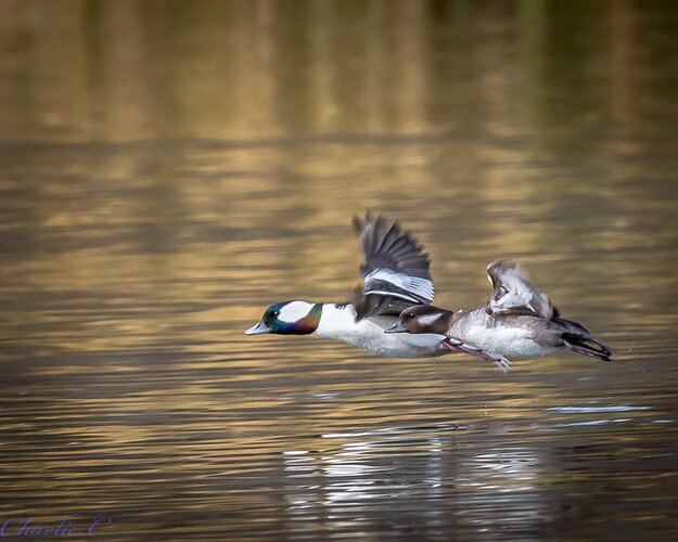 Bufflehead2