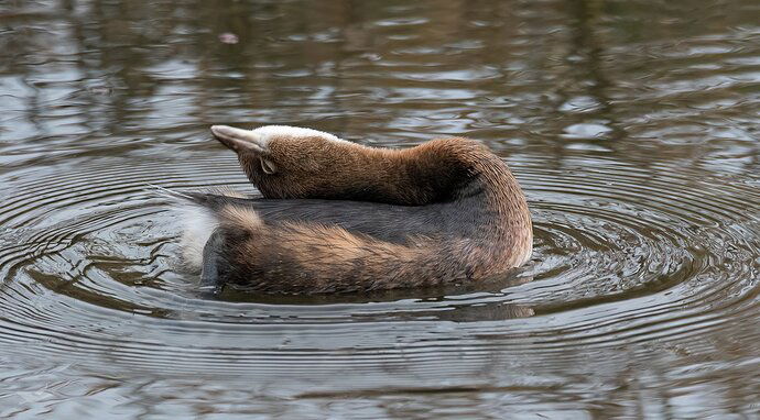 20181219-_7D21666untitled-Editlarge%20npn